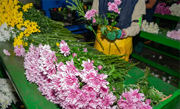 鲜花品质检测方法对比：人工 vs 智能化