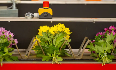 花枝长度检测标准对自动化分选的作用