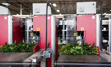 鲜花分选标准化：征图如何引领行业？