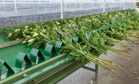 鲜花视觉检测步骤优化方案分享