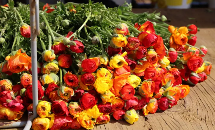 征图智能去叶系统的检测方法支撑机制