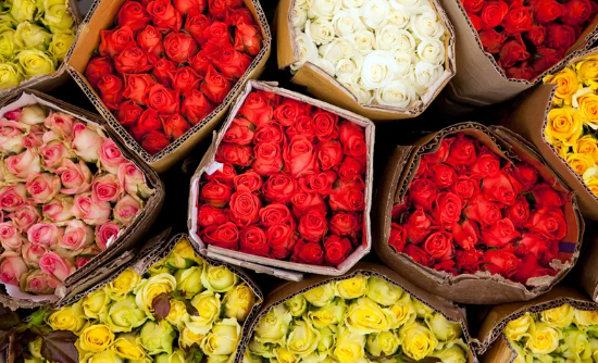 花头大小检测标准与国际市场接轨分析