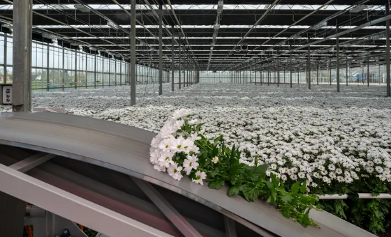 茎秆粗度检测步骤的实施要点