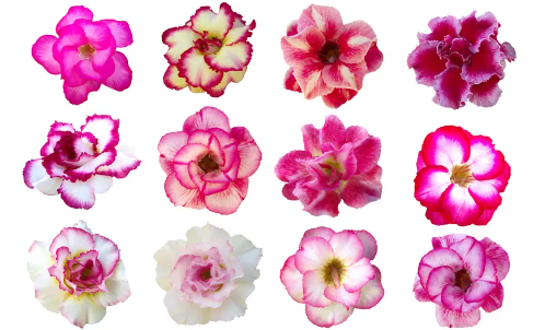 鲜花分选系统的花型识别方法深度解析