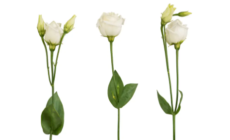 鲜花茎秆粗度检测方法的应用场景