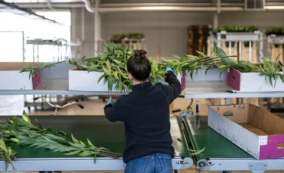 鲜花检测标准一体化：征图的创新实践