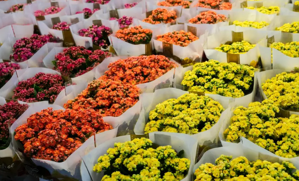 鲜花分选全流程检测步骤一览