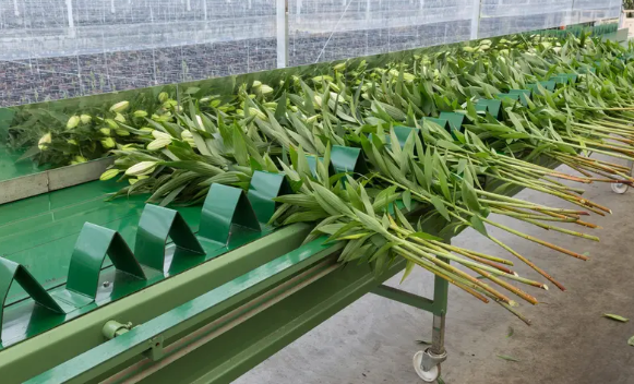 如何制定符合国际的鲜花检测标准？