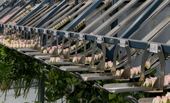 如何精度控制花苞直径？