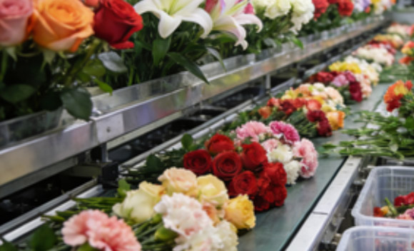 如何高效进行花卉分选？