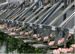 新手如何操作鲜花分选设备？