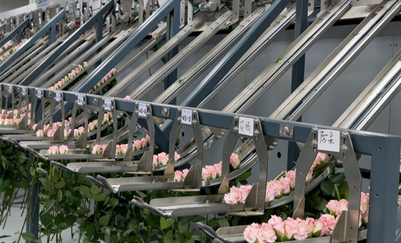 新手如何操作鲜花分选设备？