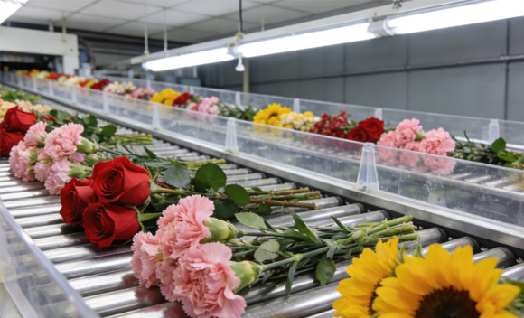 鲜花分选设备故障率高吗？