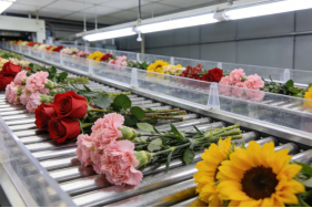 鲜花分选设备故障率高吗? 鲜花分选设备故障率高吗?