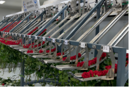 如何提高玫瑰花分选效率？