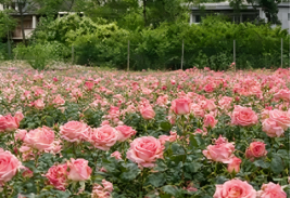 鲜花分选设备适合小型花场吗？