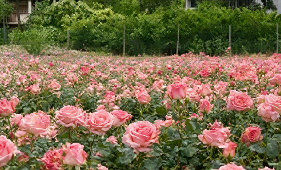鲜花分选设备适合小型花场吗？