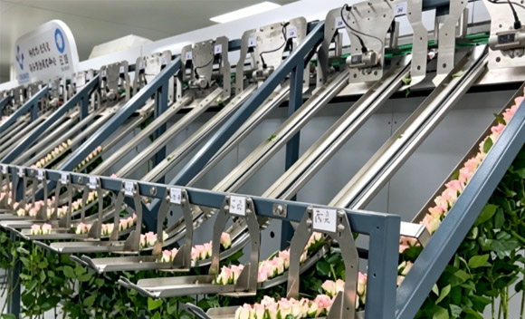 智能鲜花分选设备支持实时分析吗？.jpg